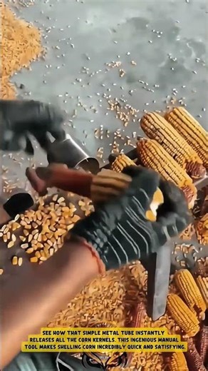 The MANUAL CORN SHELLER is pure FARMING GENIUS! 🌽 This LOW-TECH HACK is so SATISFYING!