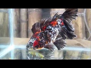 BRISTOL SHUBUNKIN FARM