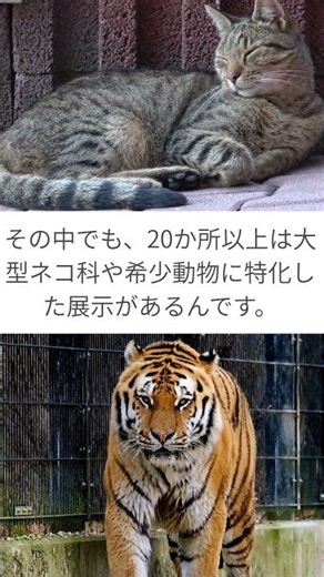 普通の動物園じゃ物足りない人へ！特化型動物園ガイド #動物園雑学 #特化型動物園 #珍しい動物園 #フクロウ #爬虫類