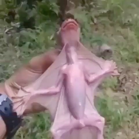 aliengiven on Instagram: "I was way too curious about this video. Any zoologists here? Please tell me what creature this is? • 📸 Via 📷: Unknown, tag to credit! All credit are reserved for their respective Owners • 💥Contact for credit/removal=> @ fixposts • 🛍️Grab your T-Shirt today! 💥𝐆𝐨 𝐭𝐨 𝐭𝐡𝐞 𝐰𝐞𝐛 𝐩𝐚𝐠𝐞 𝐋𝐢𝐧𝐤 𝐢𝐧 𝐁𝐢𝐨 𝐭𝐨 ▶️𝐏𝐮𝐫𝐜𝐡𝐚𝐬𝐞 𝐢𝐭! • • • • #aliensarereal#aliensexist#area51#alienabduction#spaceships#ufosighting#ufologia#aliensky#spacecraft#extraterrestre#uf
