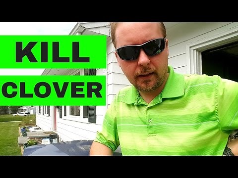 How To Get Rid Of Clover In Your Lawn