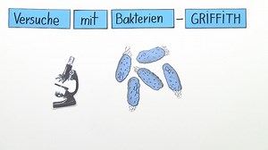 Griffith – Transformation bei Bakterien  | sofatutor.com