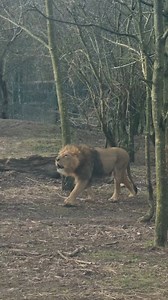 2.5K views · 13K reactions | Asiatic Lion, Yali, this week in the Park. Similar to most large cats, Asiatic lions are equipped with powerful retractable claws and long sharp canine teeth that are used to drag their prey to the ground. | Fota Wildlife Park | Facebook