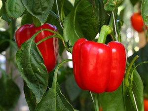 7 Mistakes That Are Ruining Your Pepper Crop—and How to Fix Them