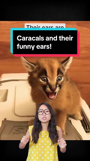 Meet the Caracal: The King of Floppy Ears and Wild Cats