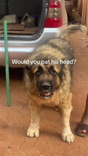 Caucasian Shepherd: The Dog You'll Want to Pet
