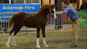 Welsh pony breeder flies across the world to share unseen footage of breed - Horse & Hound
