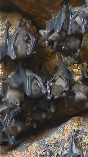 How Bats Pee Explained