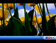 Wie kopiere ich Fotos vom PC auf einen USB Stick?