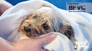 For Pet's Sake: Drowning first aid for your pet