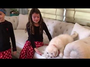 Christmas puppy surprise for the Kids. English Golden Retriever.