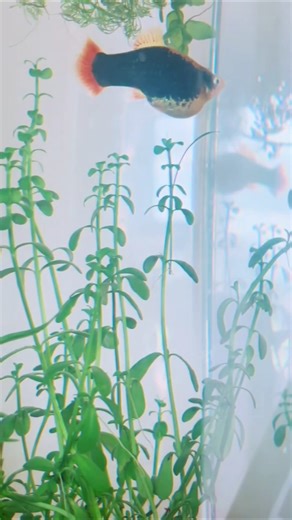 why do molly fish eat their babies.💀😭❤‍🩹✌