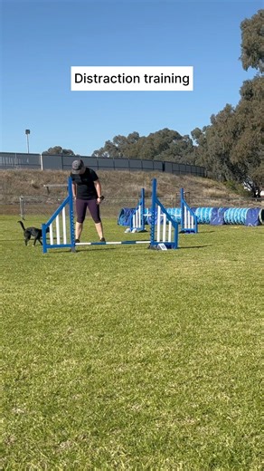 6.1K views · 66 reactions | Distraction training is a vital part of getting your dog used to the competition environment. Are you lucky enough to have a training group that allows you to train like this? If not, how do you help your dog learn to cope with distractions?#oneminddogs #dogagility | OneMind Dogs | Facebook