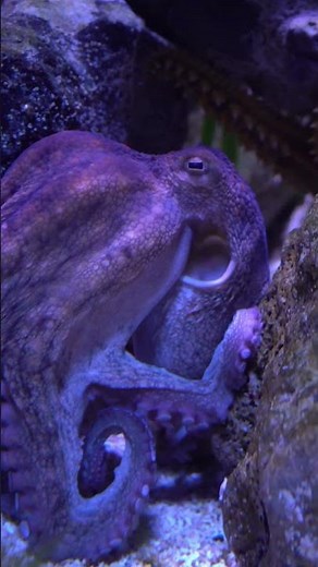 Octopus vs Electric Eel 🐙⚡ Who Rules the Deep? #animalbattle