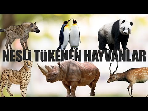 Nesli Tükenmekte Olan Hayvanlar