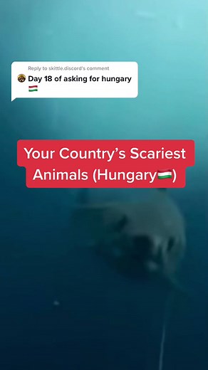 Reply to @skittle.discord #foryou #fyp #foryoupage #fy #scary #creepy #hungarytiktok #hungary #monsters #beasts #🇭🇺 #nature #animals #nations
