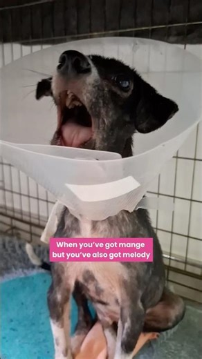 Singing dog?! 😳😂