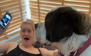 Watch as Woman Sacrifices Herself to Save Couch From St. Bernard