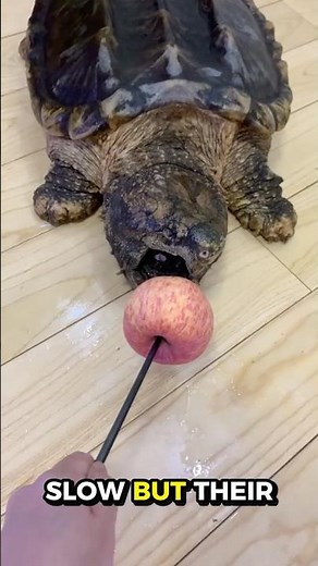 What To Do If You See a Snapping Turtle