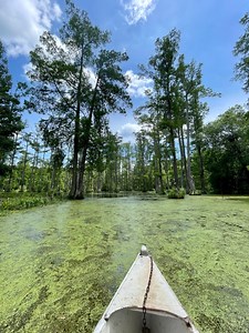 Swamp Boat Adventure at Cypress Gardens Near Charleston, South Carolina