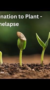 How does a seed becomes a plant #seeds #plants