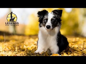 Mini Australian Shepherd: Barking, Anxiety