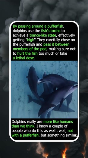 Nature's Most Relatable Marine Mammals