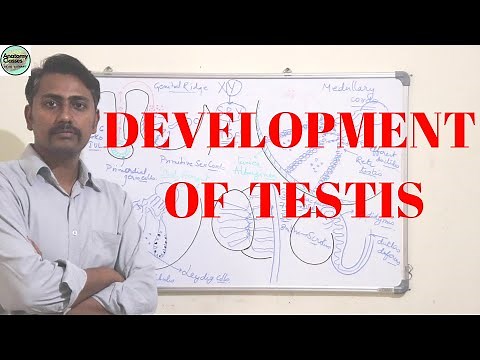 DEVELOPMENT OF TESTIS #GONADS