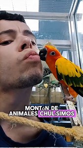 Pros y contras de tener el mejor trabajo del mundo 🐣🐍🐹 #animales #mascotas #animalesadorables #pets #zoo #animalsoftiktok #animalestiktok | Braisclips