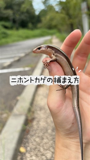 🦎ニホントカゲの捕獲、教えます #トカゲ #爬虫類 #可愛い #山 #ニホントカゲ