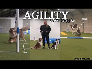 Mini Aussie Agility Highlights - Koa's Ohana