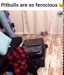 Share for awareness 😂 | Animals Doing Things