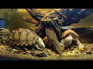 Razorbacked musk turtle | Sternotherus carinatus