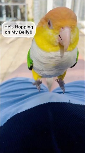 Funny Caique Parrot Hops on Mom’s Belly Then Attacks! 🤣