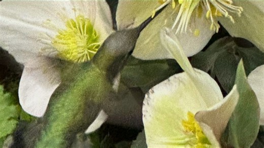 Hummingbird spotted at Flower & Garden Festival