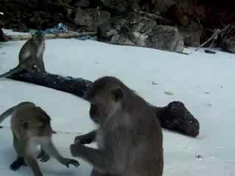 Spider Monkey ATTACKS Tourists