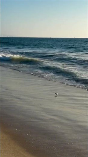 Beach Birds ❤️💕💕