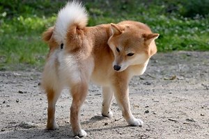 Canine Anal Glands: Everything To Know About This Smelly Surprise