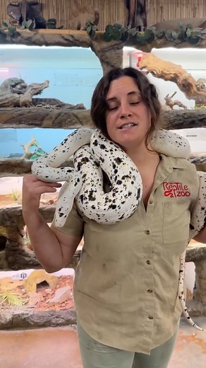 7.9K views · 244 reactions | ONE OF A KIND beautiful Cow Reticulated Python朗  #animal #animals #nature #pet #cute #wildlife #love #dog #pets #photography #cat #cats #naturephotography #instagram #photooftheday #dogs #animallovers #instagood #wildlifephotography #art #animalphotography #of #dogsofinstagram #petstagram #bird #catsofinstagram #puppy #birds #animalsofinstagram #petsofinstagram | Jolie Glamor | Facebook