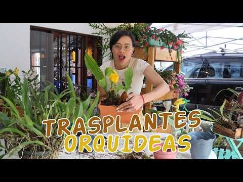 It's the orchids' turn: Transplanting, pruning, repotting │Candy Bu