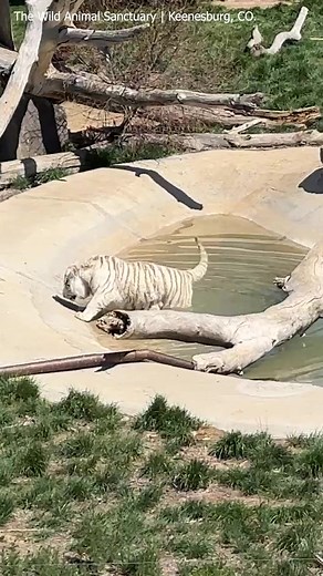 Picture this: Keenesburg, Colorado's Wild Animal Sanctuary, where the majestic white tiger, Ray, and the oh-so-striking orange tiger, Ella, are having a blast simply enjoying each other's awesome company in total peace! | The Wild Animal Sanctuary