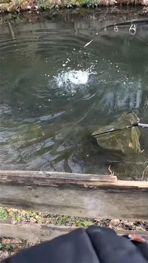 Angeln am privaten Teich auf Forelle #angel #fishing #wasser