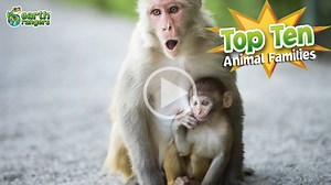 It's always a good time for a family picture, so smile for the camera like these adorable animals! | Earth Rangers