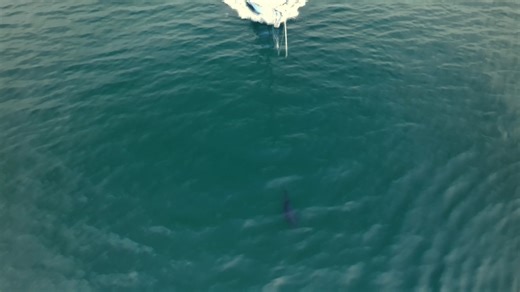 539K views · 8.4K reactions | Precision, skill, and the ultimate catch  #HarpoonHunters tonight at 9p on Discovery! | Discovery | Facebook