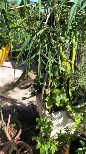 planta merthiolate