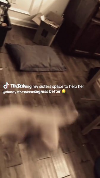 Aiding My Sister's Pet Regression Journey