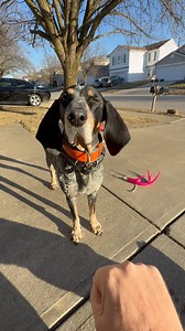 Looks like someone’s headed to the park to play with their @chuckitfetchgames ball! 🐾 🟠 #dog #dogs #bluetickcoonhound #makefetchhappen #chuckit | Dixie The Praying Dog