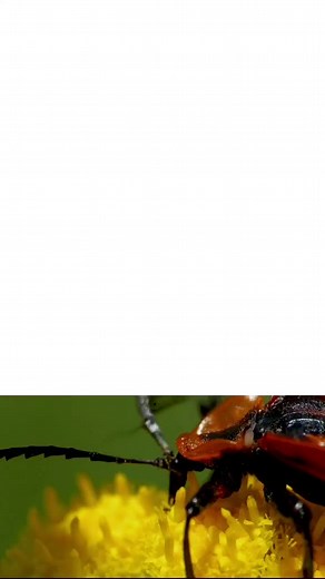 Capturing Stunning Macro Shots with Canon SX70HS