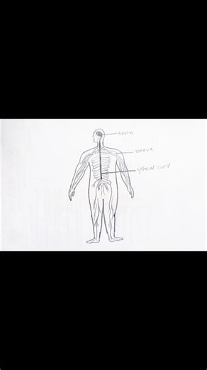 Draw a human nervous system with labels drawing #share #like #subscribe