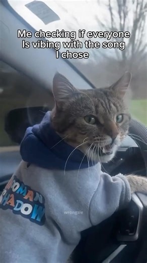 vibe check 🔈 #safetydance #parodysong #stupid #funnyreels #driving #music